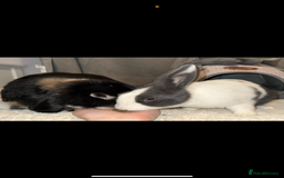 Mini Lop rabbits for sale: 1 MINI LOP MALE/ 1 CROSS FEMALE/ NEUTURED - Image 1