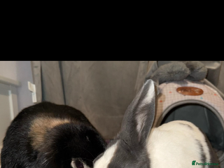 Mini Lop rabbits - Advert 17