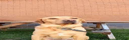 Labrador Retriever dogs for sale: 3 year old Labrador retriever  in London - Advert 2