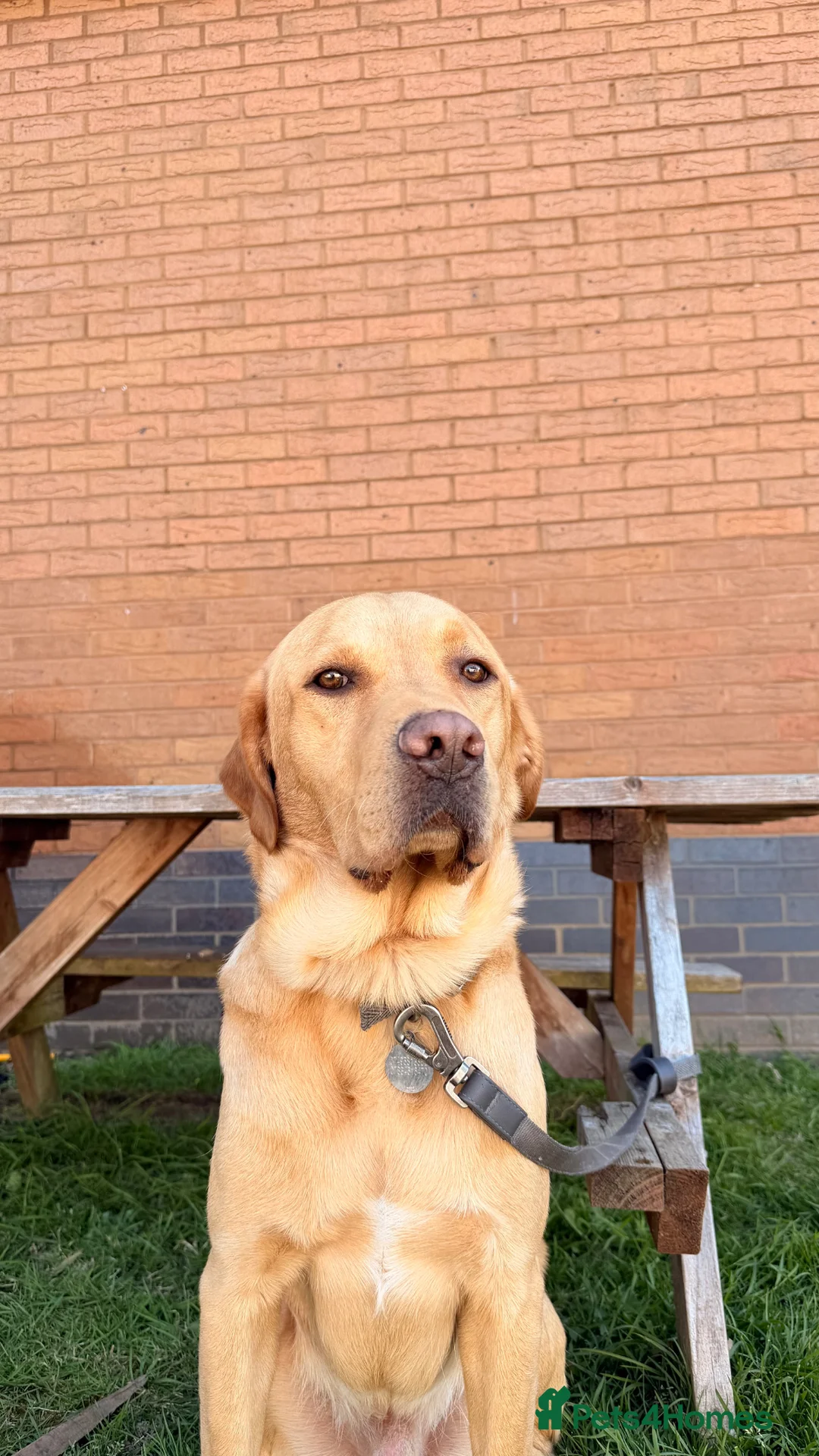 Labrador Retriever dogs for sale: 3 year old Labrador retriever  in London - Advert 2