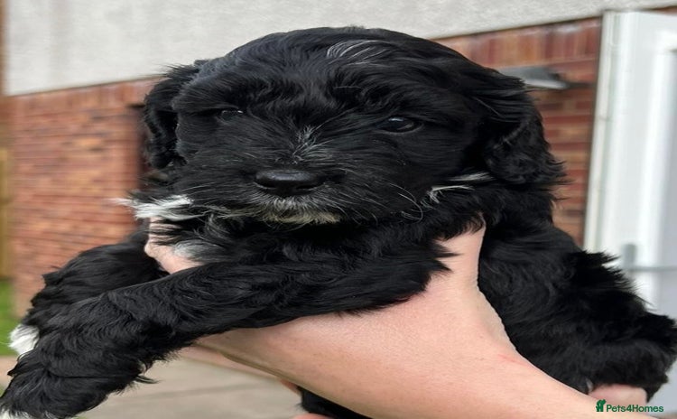 Cockapoo dogs - Advert 3