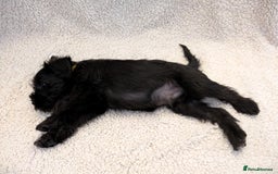 Miniature Schnauzer dogs for sale: Quality Mini Schnauzers - Image 13
