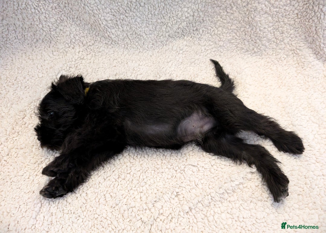 Miniature Schnauzer dogs for sale: Quality Mini Schnauzers - Image 13