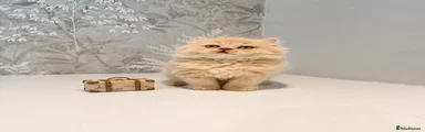 Toffee