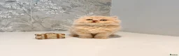 Persian cats for sale: Beautiful Long-Haired Persian Kittens - PKD neg - Advert 22