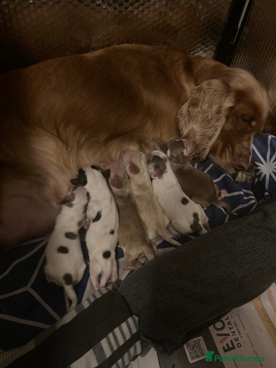 Cocker Spaniel dogs for sale: ‘Show Type’ Cocker Spaniel Puppies. KC Registered. - Image 1