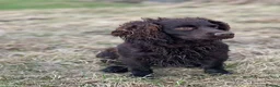 Cocker Spaniel dogs for sale: Fabulous working cocker spaniel - Advert 6