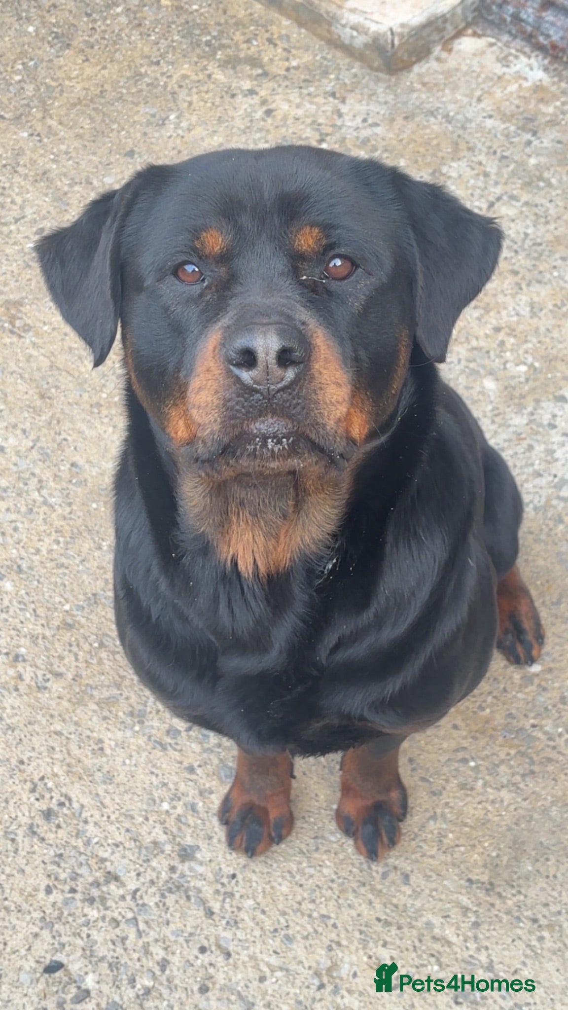 Rottweiler dogs BEAUTIFUL ROTTWEILER PUPPIES - Advert 2