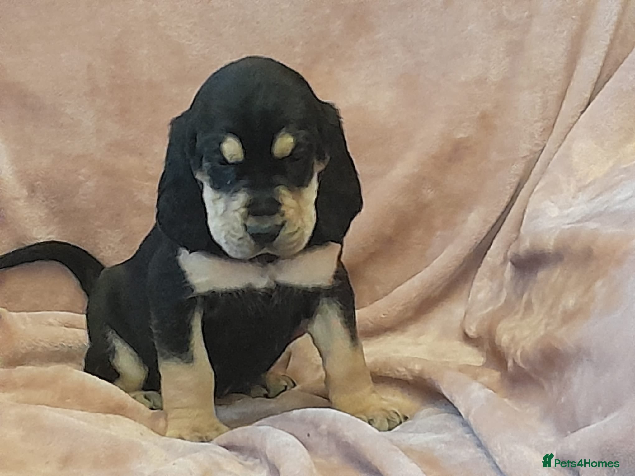 Bloodhound dogs Bloodhound Puppies - Advert 1