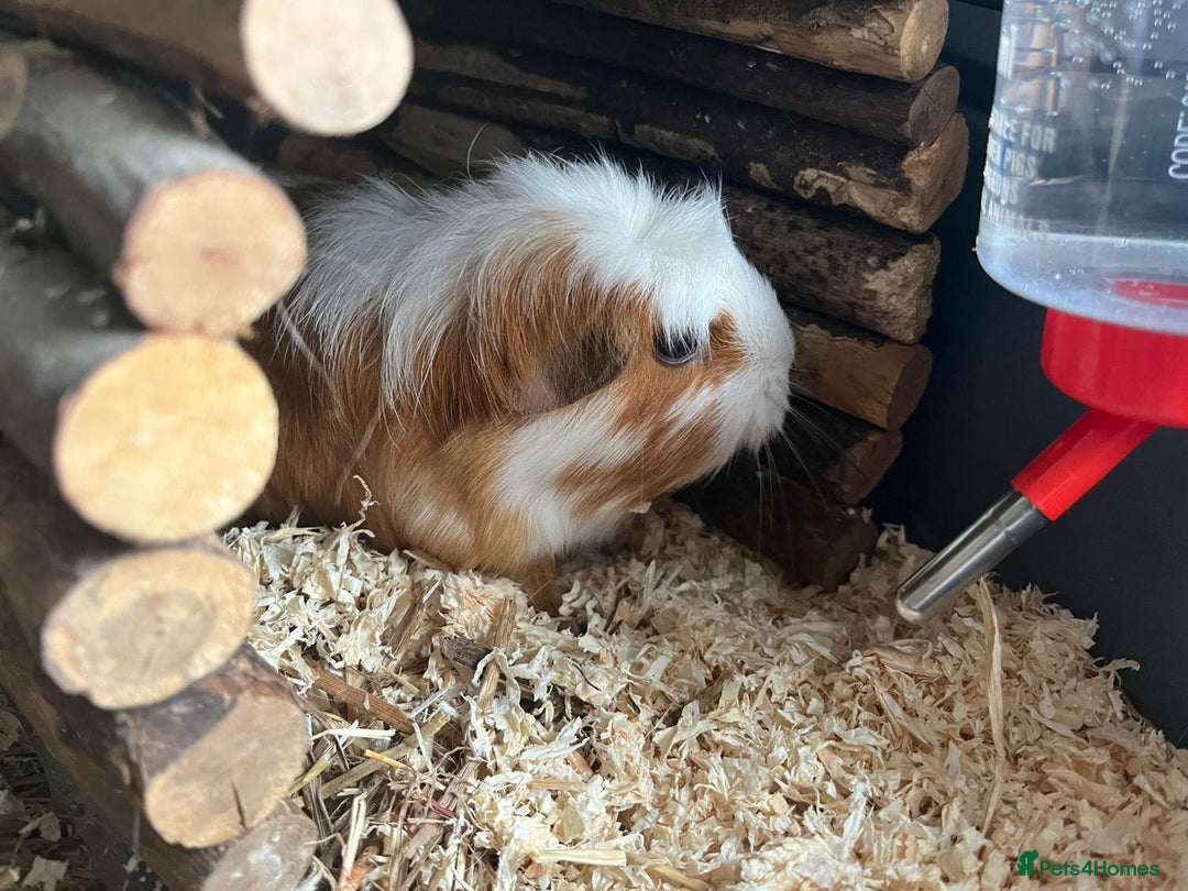 Guinea Pig rodents for sale: X2 bonded Guinea pigs females with indoor set up - Image 5