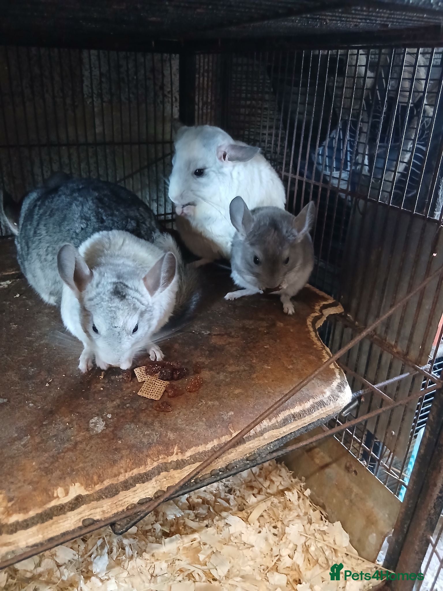 Chinchilla rodents 2 Baby male Chinchillas for Sale - Advert 1