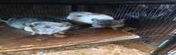 Chinchilla rodents for sale: 2 Baby male Chinchillas for Sale - Advert 1