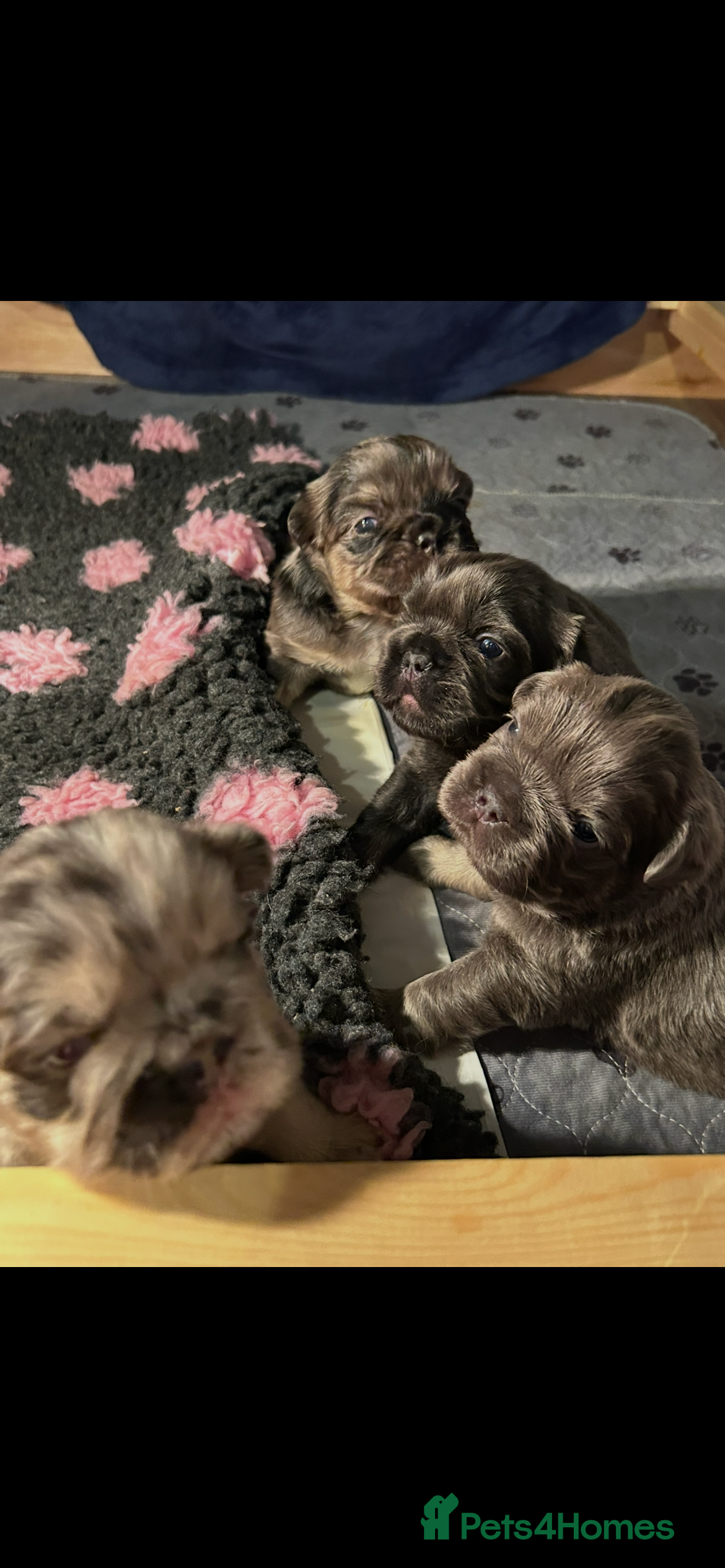 French Bulldog dogs 🐾🔥 Fluffy French bulldogs 🔥🐾 - Advert 3