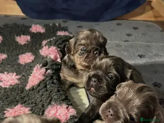 French Bulldog dogs 🐾🔥 Fluffy French bulldogs 🔥🐾 - Advert 10