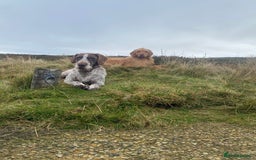 Hungarian Vizsla dogs for stud: Gamekeeper owned working wirehaired vizsla - Advert 3