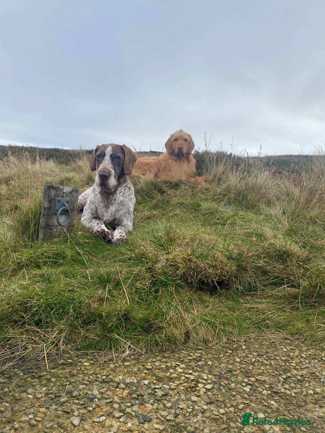 Hungarian Vizsla dogs for stud: Gamekeeper owned working wirehaired vizsla - Advert 3