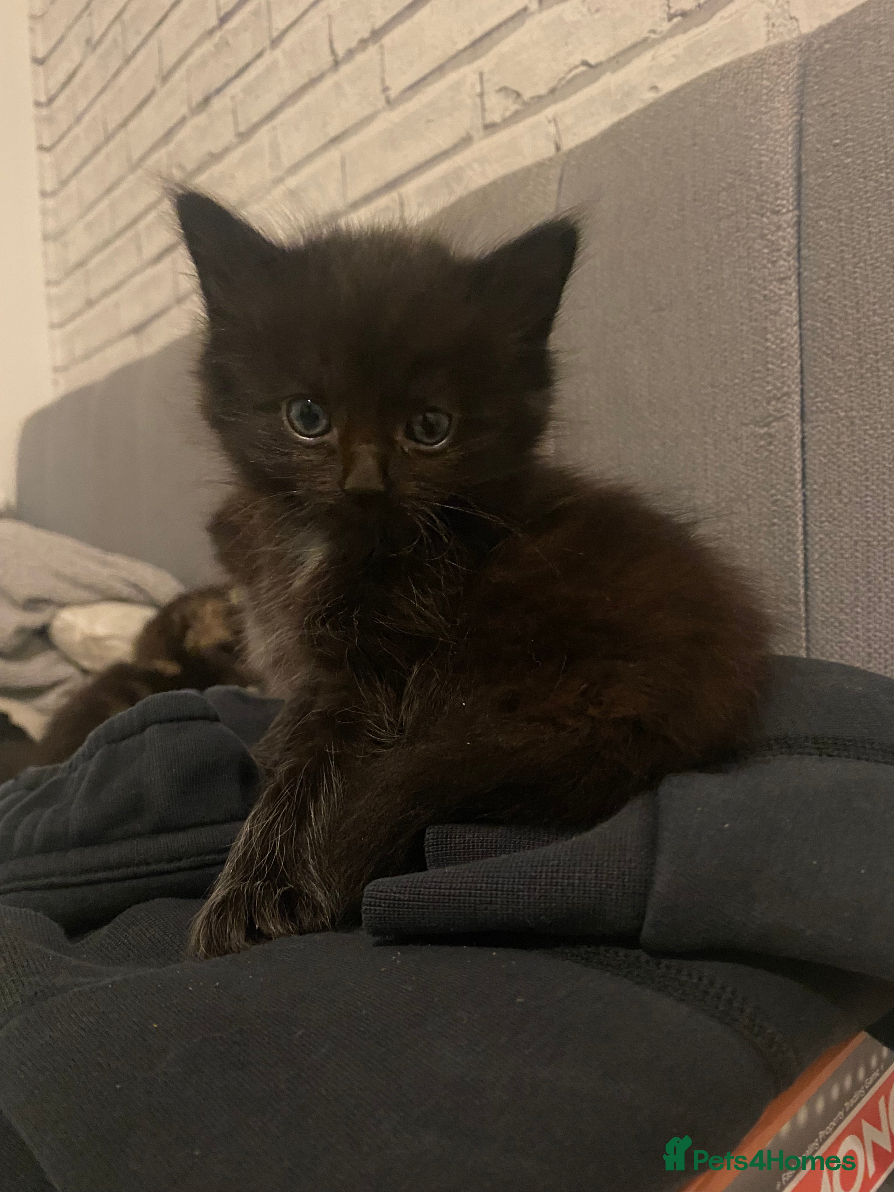 Mixed Breed cats beautiful kittens for sale *1 left* - Advert 7