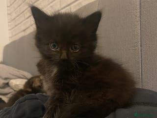 Mixed Breed cats beautiful kittens for sale *1 left* - Advert 7