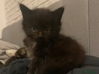 Mixed Breed cats beautiful kittens for sale *1 left* - Advert 12