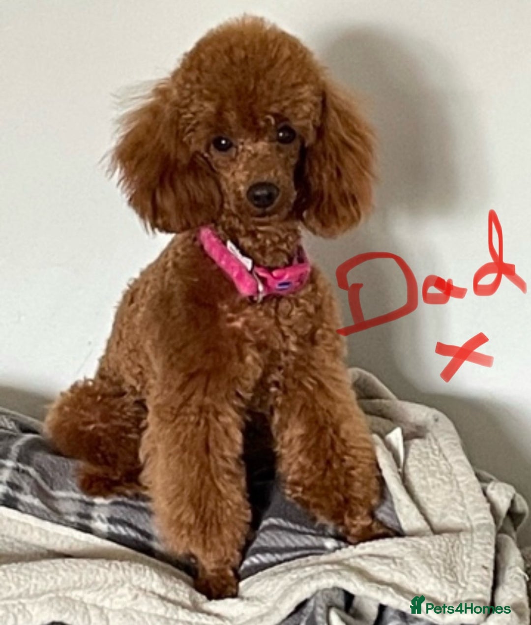 Toy Poodle dogs for sale: Two beautiful red toy poodle girls  - Image 7