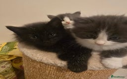 Mixed Breed cats for sale: Must be viewed stunning kittens - Image 3