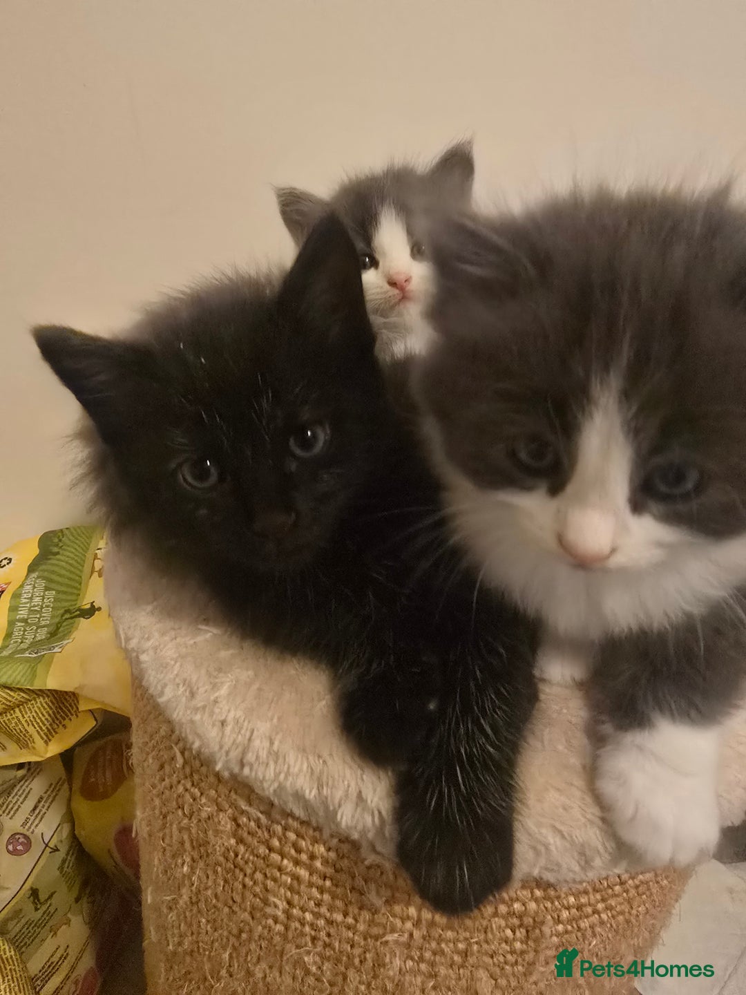 Mixed Breed cats for sale: Must be viewed stunning kittens - Image 3
