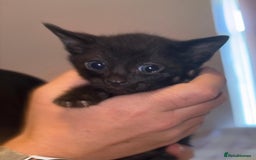 Bengal cats for sale: Black and charcoal Bengal kittens  - Image 4