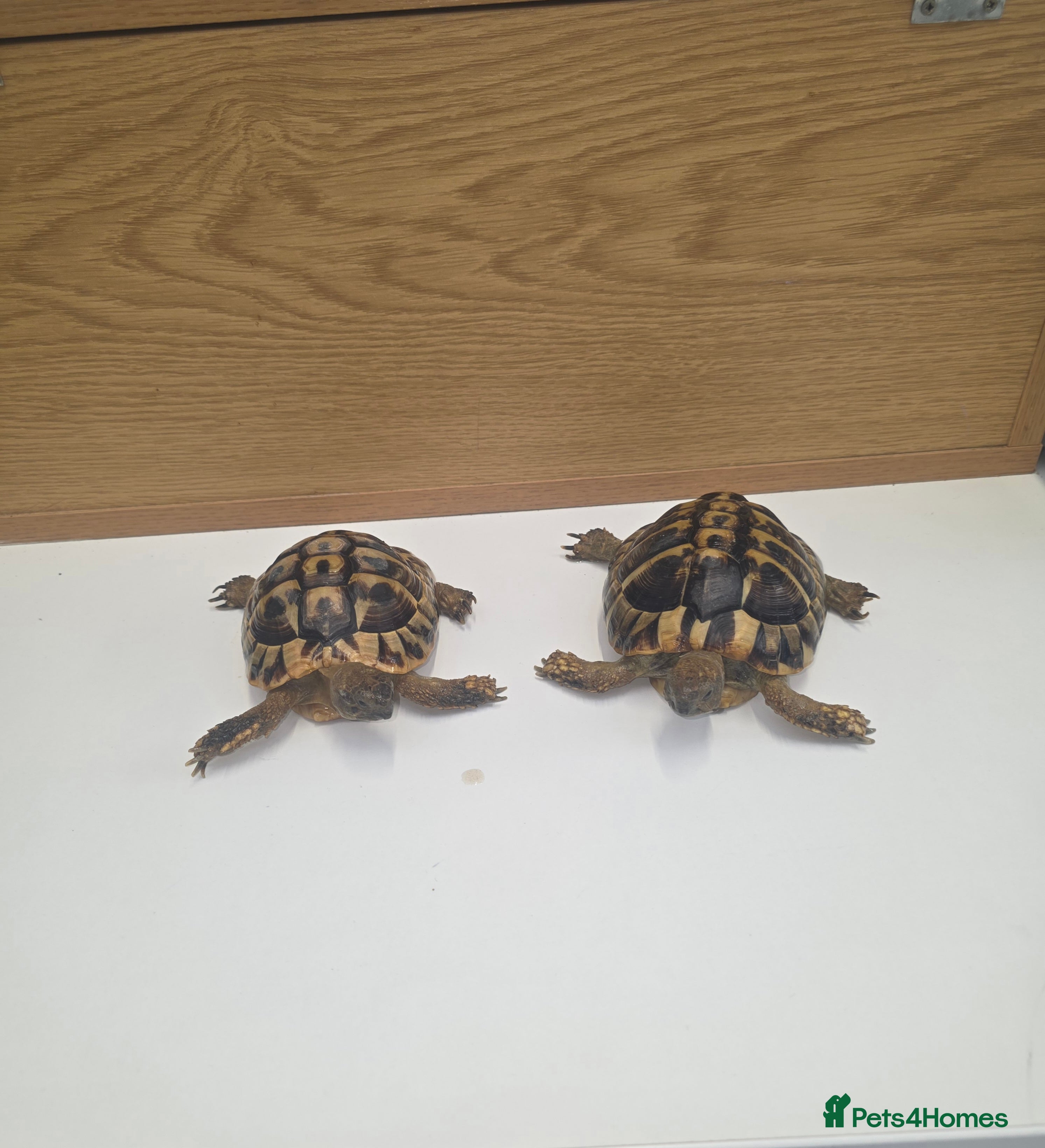 Hermann Tortoise reptiles Male and female Herman tortoise - Advert 10