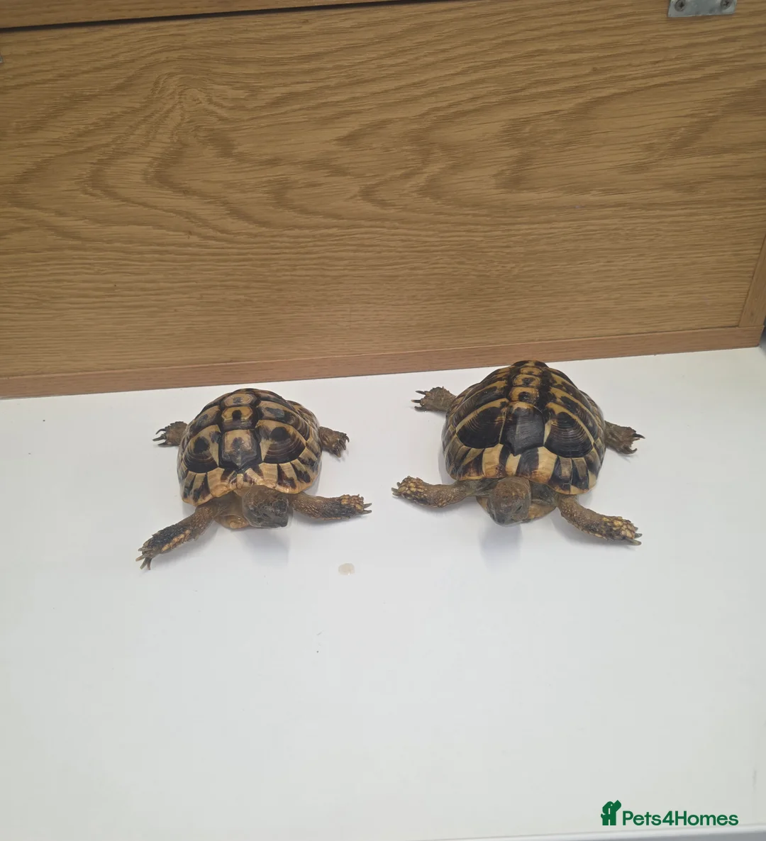 Hermann Tortoise reptiles for sale: Male and female Herman tortoise - Advert 1