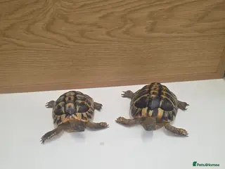 Hermann Tortoise reptiles Male and female Herman tortoise - Advert 10