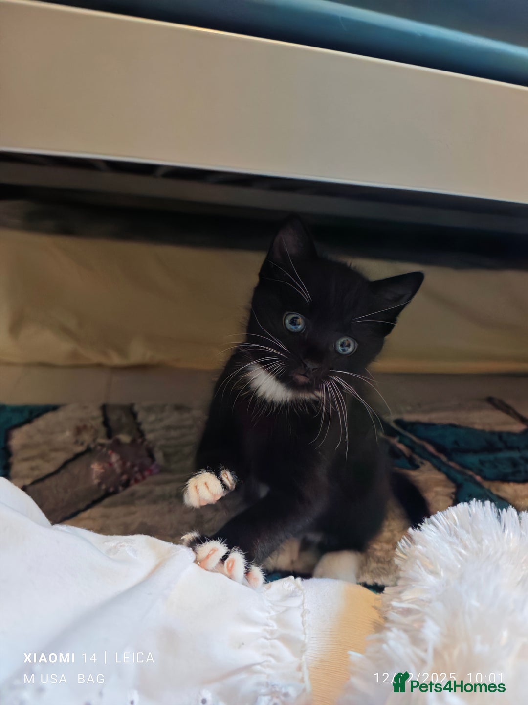 Ragdoll cats for sale: Ragdoll 3kittens😻😺😻 - Advert 2