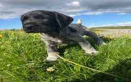 German Wirehaired Pointer dogs for sale: Gorgeous GWP pups in Skipton - Image 2