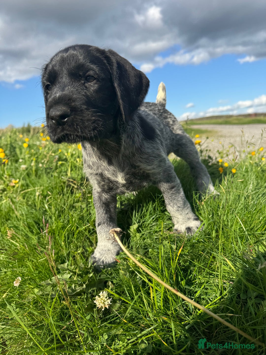 German Wirehaired Pointer dogs for sale: Gorgeous GWP pups in Skipton - Image 2