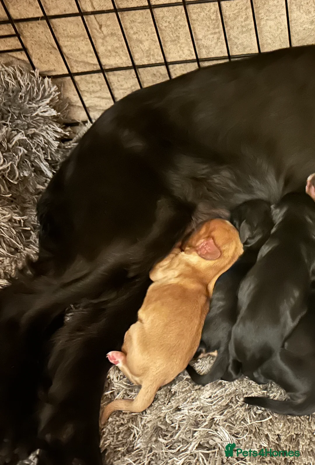 Cockalier dogs for sale: Cocker Spaniel Cavalier King Charles Puppy puppies - Advert 3