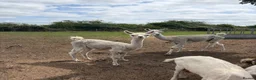 Llama livestock for sale: Female llama and her female yearling - Advert 2