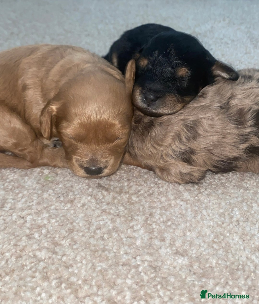 Cavapoo dogs for sale: Healthy unique cavapoos - Advert 4