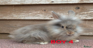 Lionhead rabbits - Advert 11