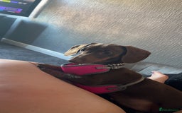 Miniature Dachshund dogs for sale: Chocolate Brown Miniature Dachshund 3 Years Old   - Advert 2