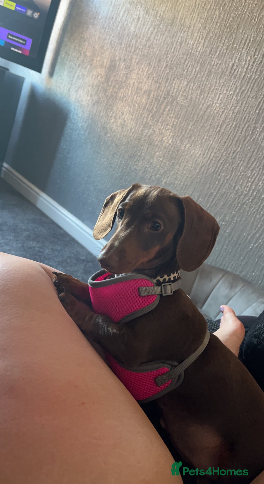 Miniature Dachshund dogs for sale: Chocolate Brown Miniature Dachshund 3 Years Old   - Advert 2