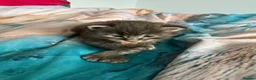 Maine Coon cats for sale: Maine Coon Import European bloodline - Advert 16