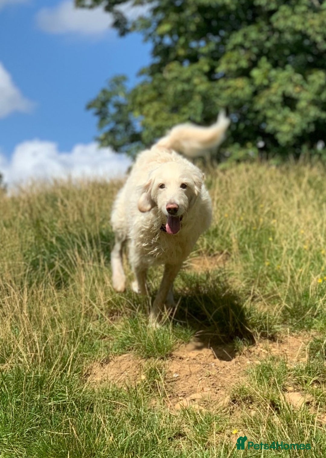 Mixed Breed dogs for sale: Australian double doodles  - Advert 8