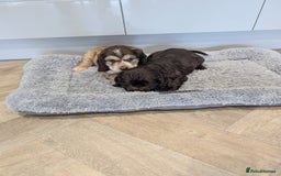 Cocker Spaniel dogs for sale: Show type cocker spaniel  - Image 22