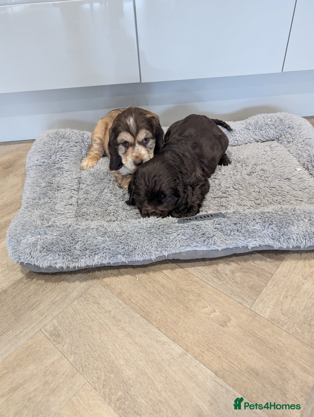 Cocker Spaniel dogs for sale: Show type cocker spaniel  - Image 22