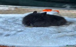 Lionhead rabbits for sale: READY TO LEAVE. Double mained lionhead baby’s  - Image 3