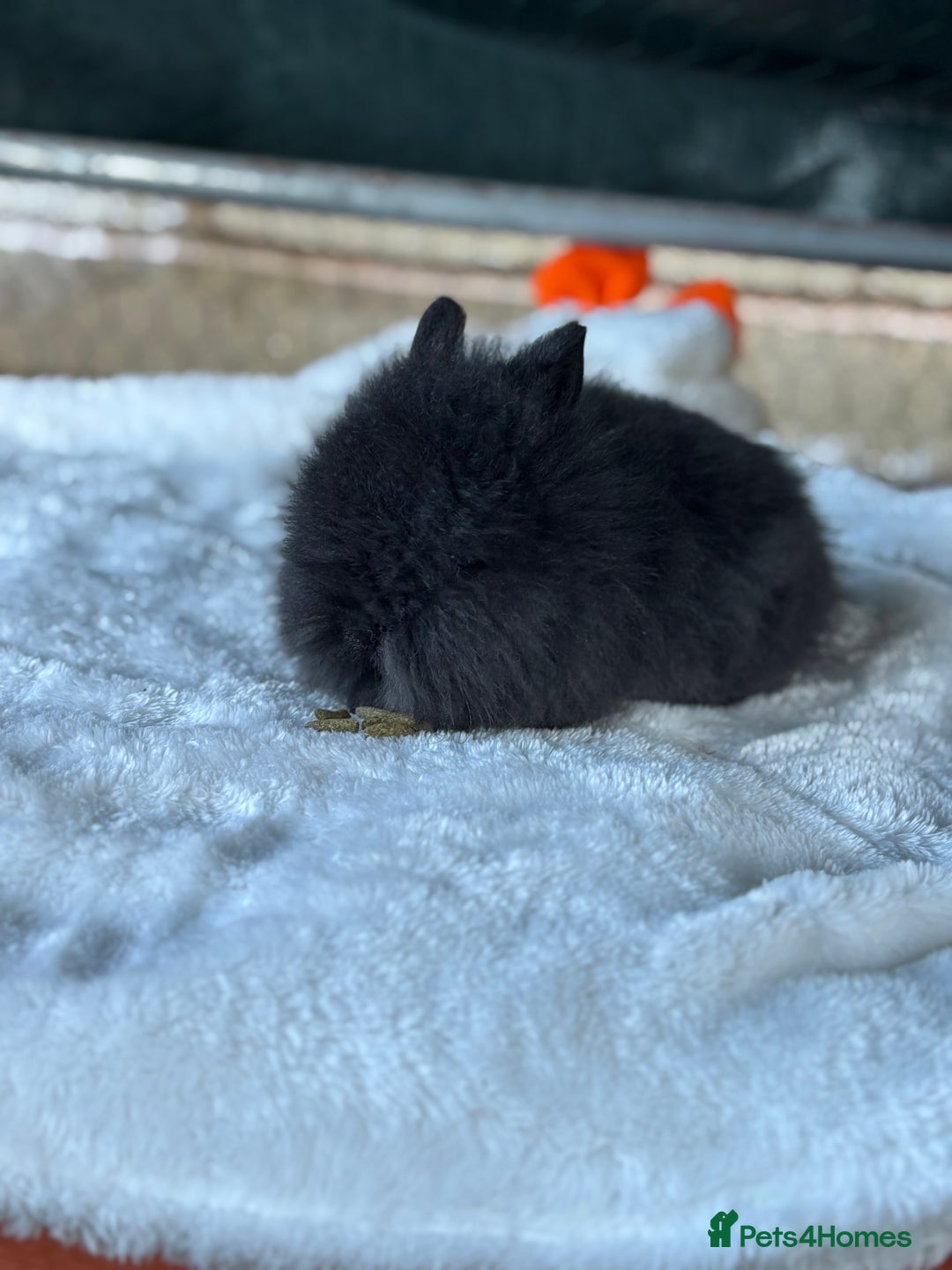 Lionhead rabbits for sale: READY TO LEAVE. Double mained lionhead baby’s  - Image 3