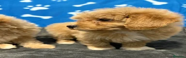 Maltipoo Puppy 3