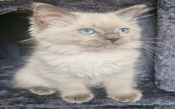 Ragdoll cats for sale:  FIFe Registered Ragdoll Kittens Champion Line - Image 4