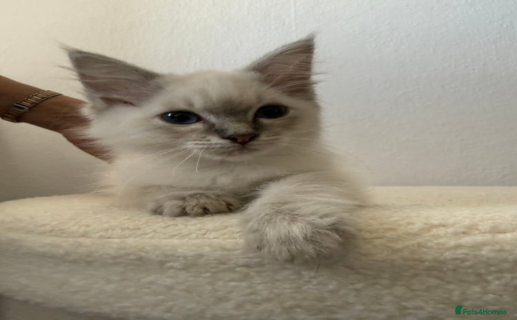 Ragdoll cats - Advert 10