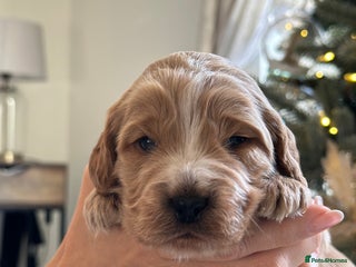 Cockapoo dogs Stunning F2 DNA health tested Cockapoo puppies - Advert 2