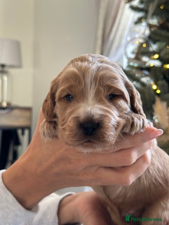 Cockapoo dogs Stunning F2 DNA health tested Cockapoo puppies - Advert 3